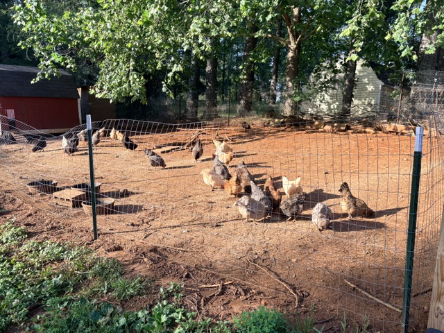 chickens