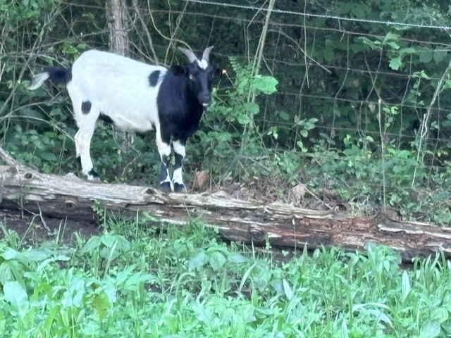 fainting goat