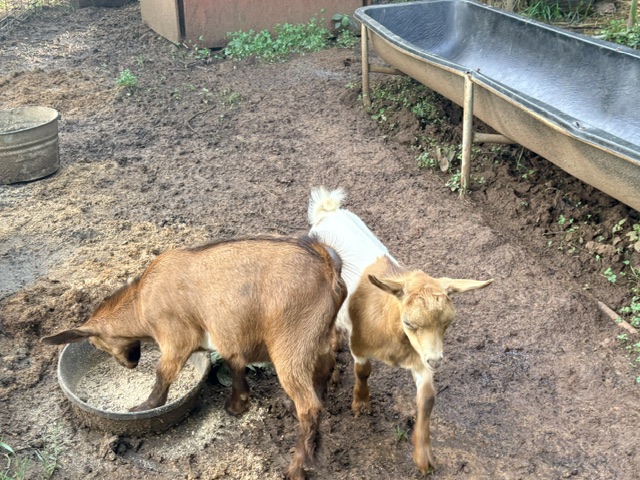 goats