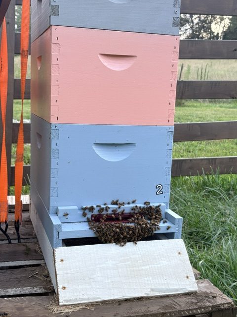 Honey Bees